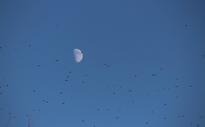 Lua Minguante com uma Revoada Lua Minguante com uma Revoada