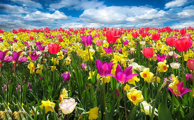 Primavera Primavera