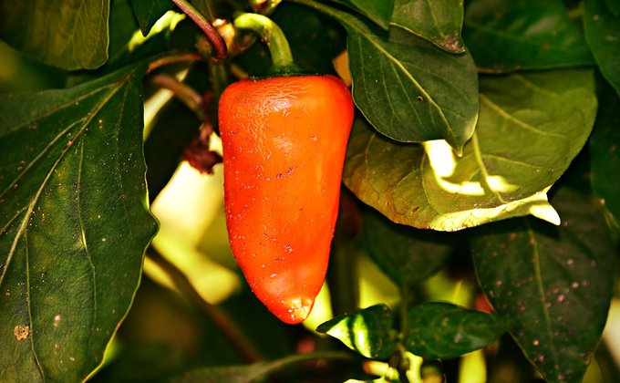 Pimenteira Pimenteira